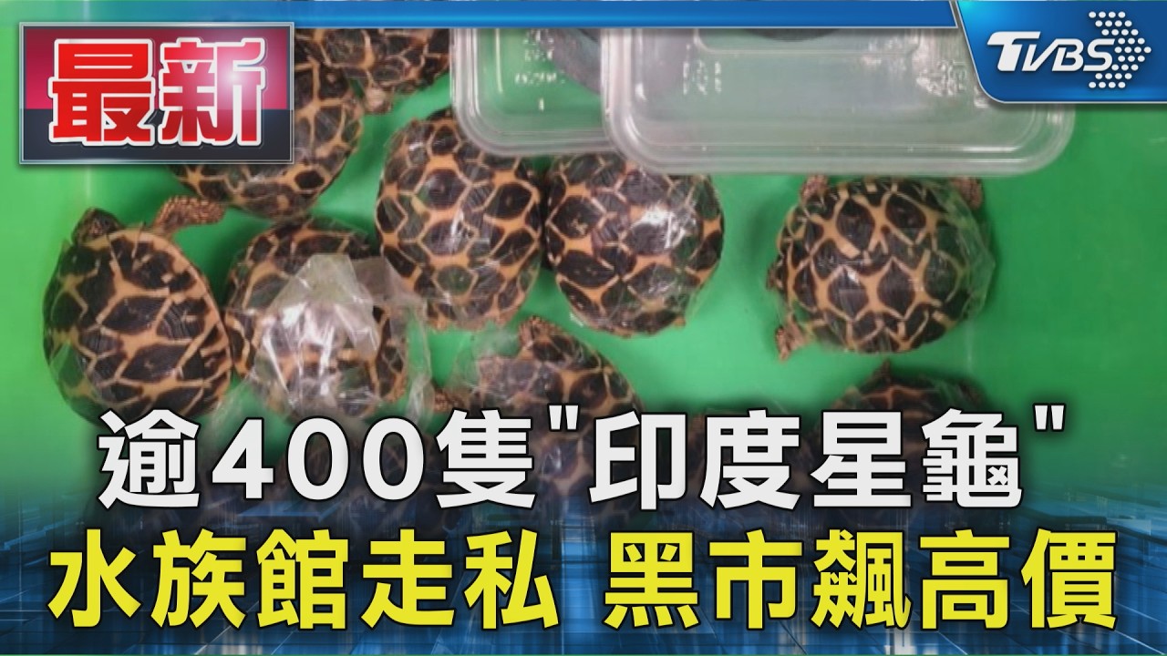 逾400隻「印度星龜」 水族館走私 黑市飆高價