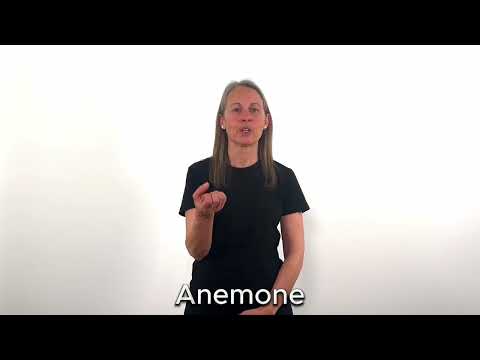 Anemone - LSC
