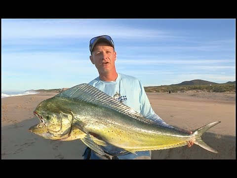 Dorado fra stranden