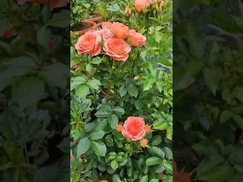 Sweet wonder rose, bred by Paul Chessum, very floriferous and an absolute early bloomer