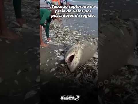 tubarão capturado na praia de galinhos RN #pescaria #litoral #RN #Brasil