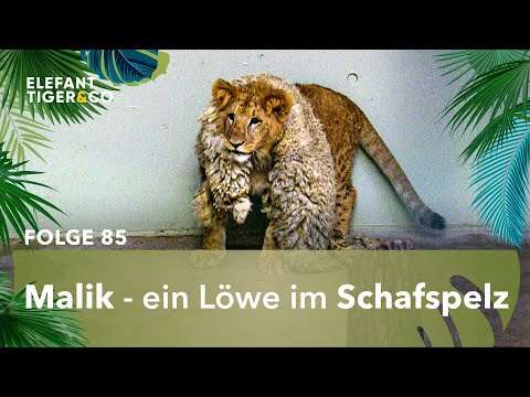 Löwe Malik im Schafspelz (Folge 85) | Elefant, Tiger & Co. | MDR
