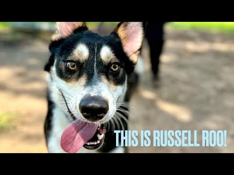 Dog for adoption - Russell Roo The Husky Lovers Dream, a Husky & German ...