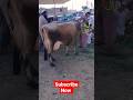 Beautiful Jersey Heighest Milking Cow On Cow Mandi Jersey Jerseycow Milkingcows Cow Dairy Cows