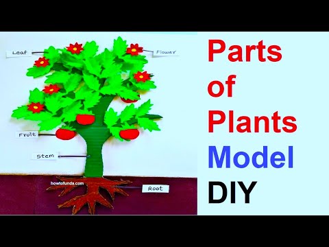 shapes model 3d 2D making using cardboard and paper maths model making idea DIY howtofunda