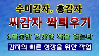 [텃밭농부. 1,330]  수미, 홍감자. 씨감자 싹틔우기. 이렇게 해야 감자재배 성공한다. #감자재배