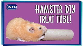 DIY Hamster Cardboard Treat Tube Make!