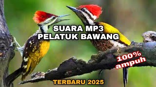 Download lagu SUARA PIKAT BURUNG PELATUK BAWANG MP3 TERBARU 2025‼️#suarapikatburung #pelatukbawang mp3