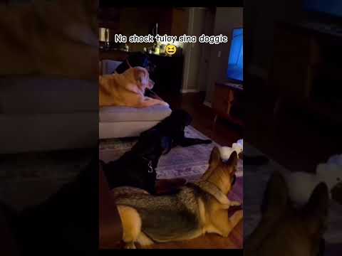 lokong parrot to ahh😆😆😆 #foryou #viral