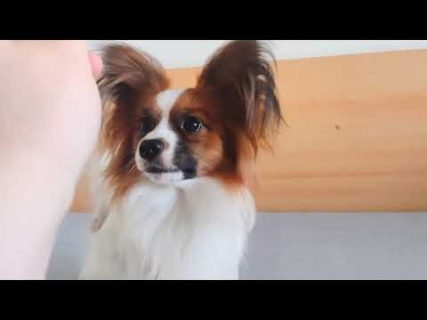 Dog for sale – Gerson the 1 year old male Papillon