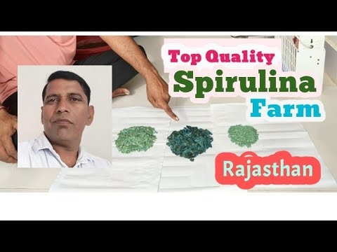 Organic spirulina powder
