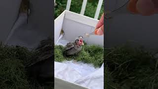 Feeding a baby cardinal