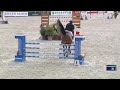 Quintus Mina Z 8 Ys Old Quintender X Lancado Csi Toscana Tour