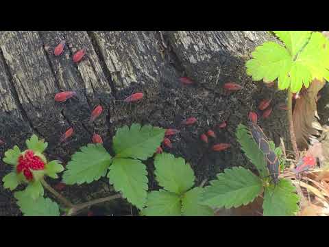 Found a Bunch of Boxelder Bugs in Far Hills,...
