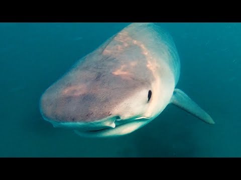 YBS Lifestyle Ep 23 - TIGER SHARKS FEED ON WHALE CARCASS