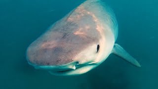 YBS Lifestyle Ep 23 - TIGER SHARKS FEED ON WHALE CARCASS