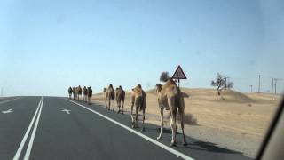 Camel highway