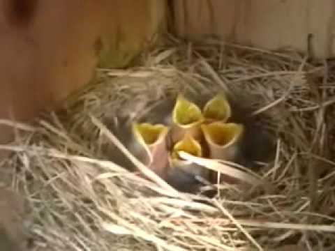 Baby Blue Birds & A Tiny Green-Tailed Bunny - RupertFilms