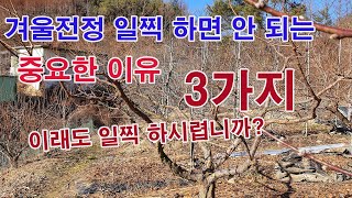 겨울전정 일찍 서두르면 안 되는 중요한 이유 3가지(과수 겨울전정, 과수 전정, 과일나무 전정, 전정 시기,…