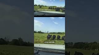 Cop wrangles cattle with car