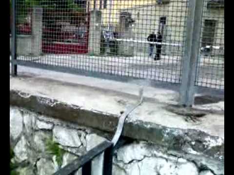 Passaggio a livello di Via Napolitano 22 in un altra prospettiva.mp4