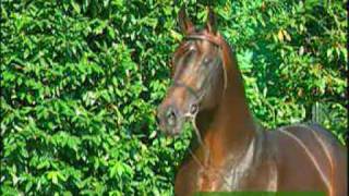 Video von Larome