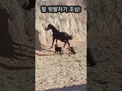 말 뒷발차기 조심#붉은 말의 해#animals #동물 #말
