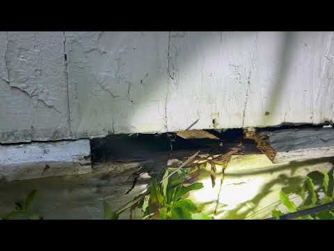 Cold Temps Push Rodents Inside Home in New Brunswick, NJ