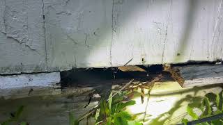 Watch video: Cold Temps Push Rodents Inside Home in New Brunswick, NJ