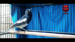 Download lagu KACER RIWIK NGOBRA ! KACER NAGEN ! KACER BAHAN LANGSUNG NYAUT mp3