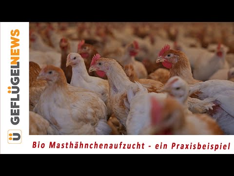 Bio Masthähnchen aus der ab ovo Brüterei - ein Praxisbeispiel