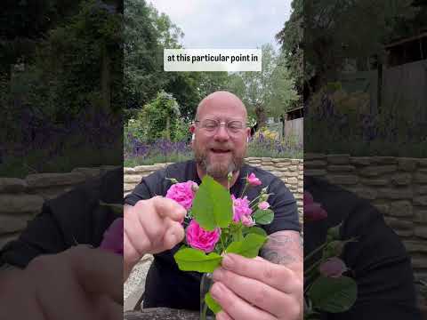 Personal growing review of Rose “ England Rose” from @david_austin_roses #gardenerben ￼