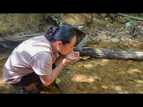 Nous avons perdu notre précieuse forêt mais découvert un autre moyen de survie