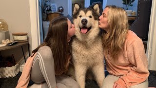 Download the video "KISSING MY DOG TOO MANY TIMES | ALASKAN MALAMUTE MALE V FEMALE (cutest reaction)"