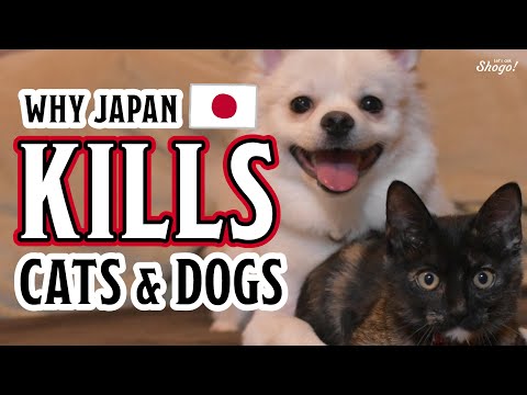 Why Japan SLAUGHTERS Cats and Dogs More Than Any Other Country