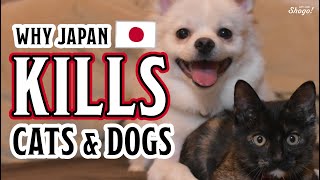 Why Japan SLAUGHTERS Cats and Dogs More Than Any Other Country