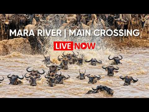 Maasai Mara Wildlife Cams