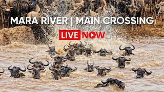 LIVE: Mara River Main Crossing | Masai Mara Wildlife Cam 24/7