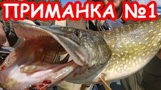 Приманки для осенняя щука на спиннинград