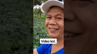 Download lagu Masak apa hari ini? Yuk petik sayur kol diladang untuk dimasak #shorts #sayurkol mp3