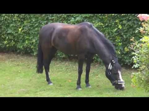 bum-bum mindevideo ;*