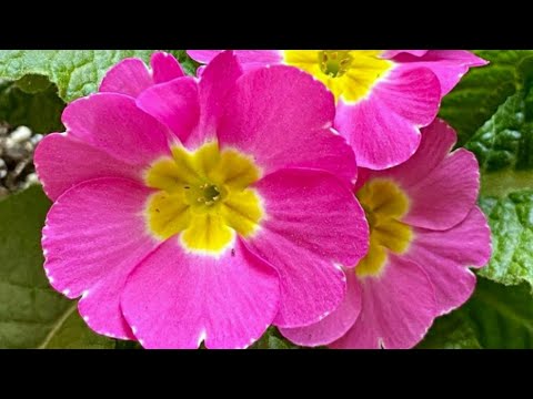 different kind of beautiful flowers🌺🌼