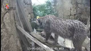 Nacen en el Cerrato palentino los cinco primeros cachorros de lince ibérico