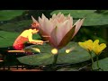 Keiko Matsui   Water Lily