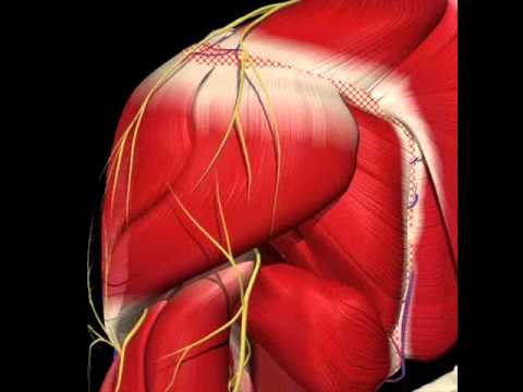Stecca sullarticolazione del ginocchio di rame Leggere un libro non osteocondrosi in linea una frase