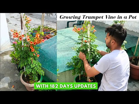 My Experience of Growing Trumpet Vine in a Pot (With 182 Days Updates)