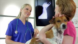 Lameness In Dogs And Cats