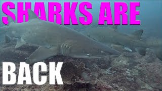 The SHARKS Are BACK!!