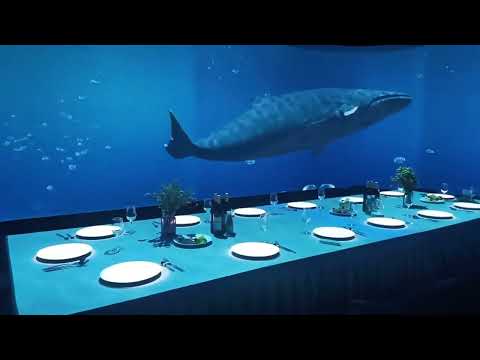3D Holographic Restaurant Projection