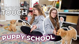 Puppy School: How to Teach Your Puppy "TOUCH" From Start to Finish
